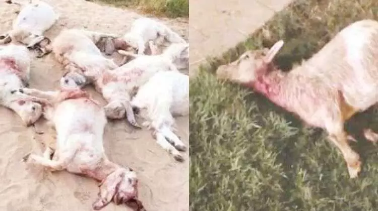 തെരുവുനായ് ആക്രമണം: 11 ആടുകൾ ചത്തു