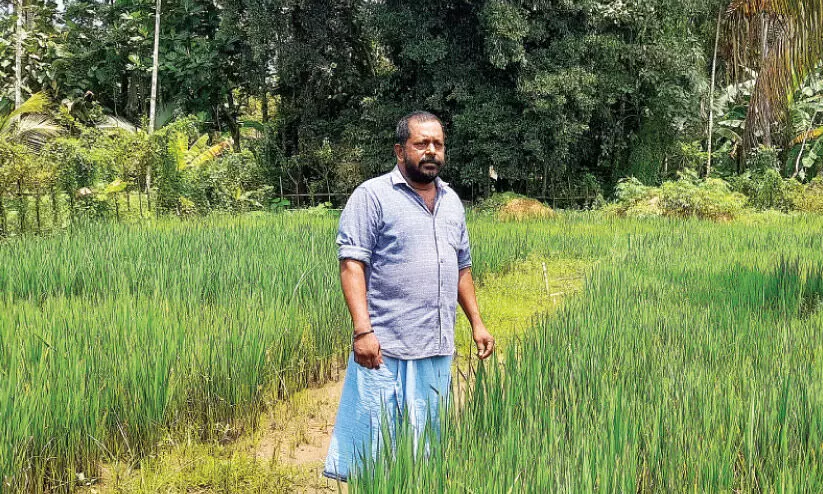 തിരിച്ചെത്തിയത് മരണമുഖത്തുനിന്ന്; ജൈവ കൃഷിക്ക് ഹൃദയം നൽകി മധു തിരിച്ചെത്തിയത് മരണമുഖത്തുനിന്ന്; ജൈവ കൃഷിക്ക് ഹൃദയം നൽകി മധു