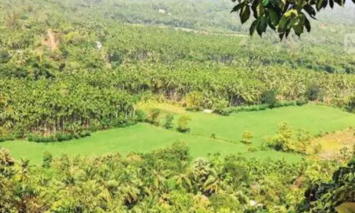 kidoor bird observation kidoor bird observation