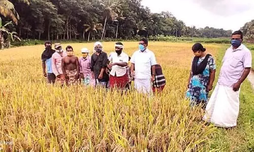 CPM cultivation