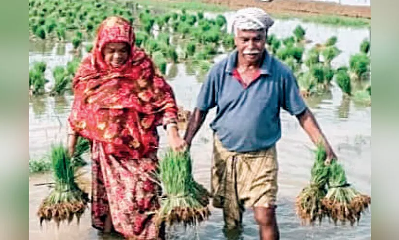 കർഷക ദമ്പതികളുടെ വിവാഹവാർഷികം വയൽവരമ്പിൽ കർഷക ദമ്പതികളുടെ വിവാഹവാർഷികം വയൽവരമ്പിൽ