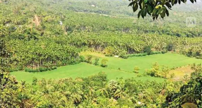 kidoor bird observation