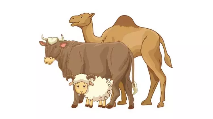 പുതിയ മൂന്ന്​ കാലിച്ചന്തകൾ കൂടി തുറക്കുന്നു