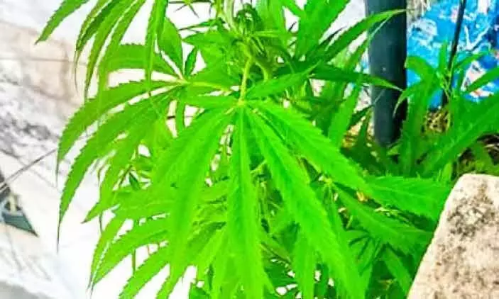 cannabis, arrest cannabis, arrest