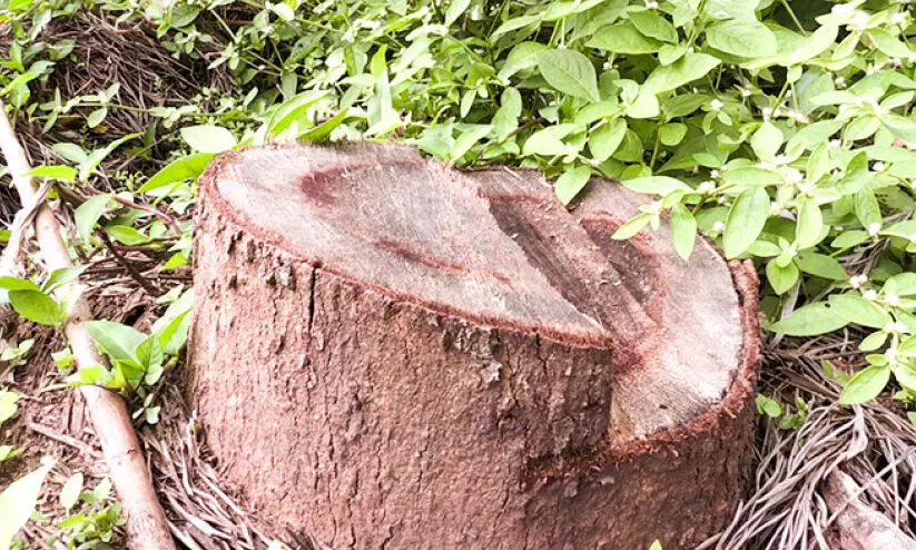 ആളില്ലാത്ത സമയം പറമ്പില്‍നിന്ന്​ മരങ്ങൾ വെട്ടിക്കടത്തിയതായി പരാതി