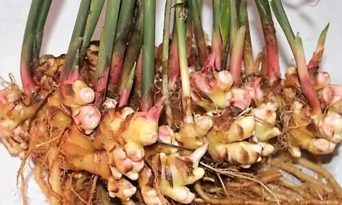 New varieties of ginger