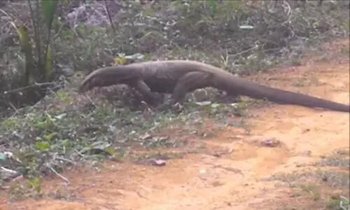 killing Monitor lizards  case