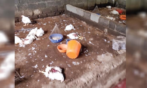 Theft at a chicken stall in Edassery