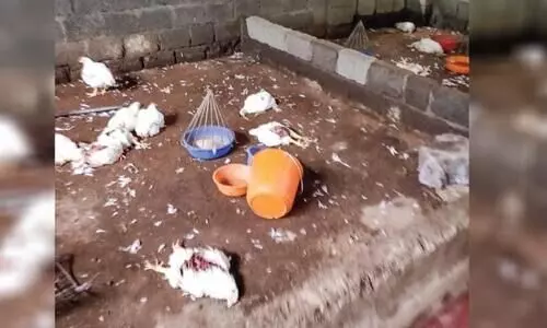 Theft at a chicken stall in Edassery