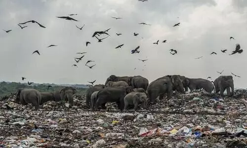 ഭക്ഷണമന്വേഷിച്ച്​ ഈ കാട്ടാനക്കൂട്ടമെത്തുന്നത്​ മാലിന്യക്കുന്നിൽ; മനുഷ്യൻ ഇങ്ങനായാൽ എന്ത്​ കാട്ടാനാ!