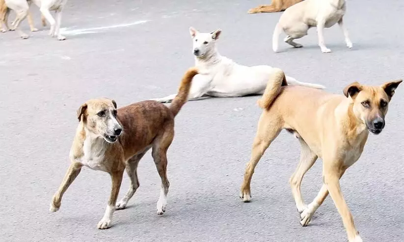 street dog: Contact Sirijagan Commission