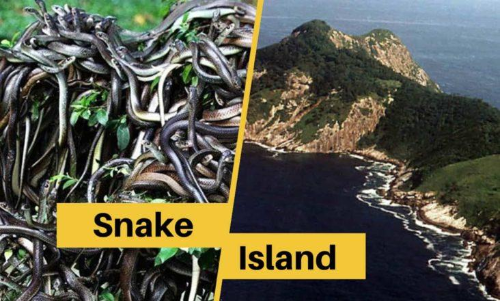 രണ്ടടി വെക്കുന്നതിനു​മുമ്പ്​ പാമ്പ്​ കടിച്ചിരിക്കും;  ഇത്​ പാമ്പുകൾ മാത്രമുള്ള ദ്വീപ്​