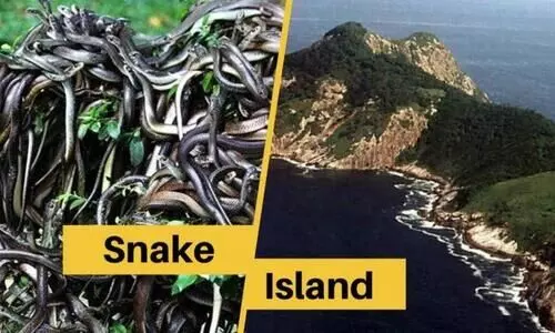 രണ്ടടി വെക്കുന്നതിനു​മുമ്പ്​ പാമ്പ്​ കടിച്ചിരിക്കും;  ഇത്​ പാമ്പുകൾ മാത്രമുള്ള ദ്വീപ്​