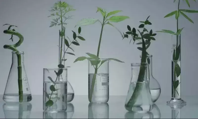 ന്യൂജനറേഷൻ കോഴ്സുകള്‍: ബോട്ടണിയെ തഴഞ്ഞതില്‍ പ്രതിഷേധവുമായി അധ്യാപകരും വിദ്യാർഥികളും