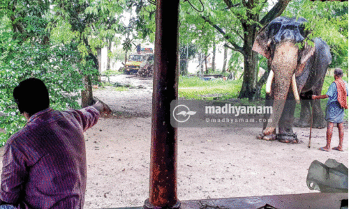സംസ്ഥാന ഗജദിനം ഇന്ന്​; ആ​നപ്പാപ്പാന്മാർക്കും ഇത്​ ദുരിതകാലം