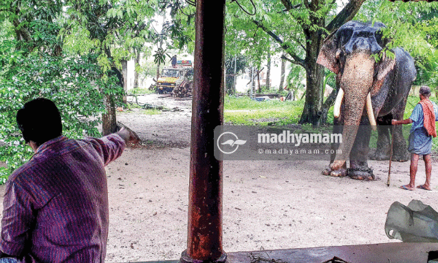 സംസ്ഥാന ഗജദിനം ഇന്ന്​; ആ​നപ്പാപ്പാന്മാർക്കും ഇത്​ ദുരിതകാലം