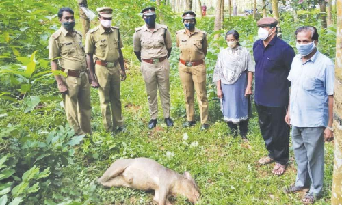 കൃഷിയിടത്തിലിറങ്ങിയ കാട്ടുപന്നിയെ വെടിവെച്ചുകൊന്നു