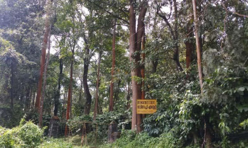 വന്യമൃഗങ്ങൾ താവളമാക്കി ബീനാച്ചി എസ്​റ്റേറ്റ്​