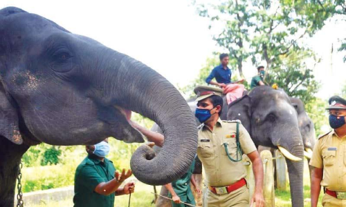 മുത്തങ്ങയിൽ ആനയൂട്ട്