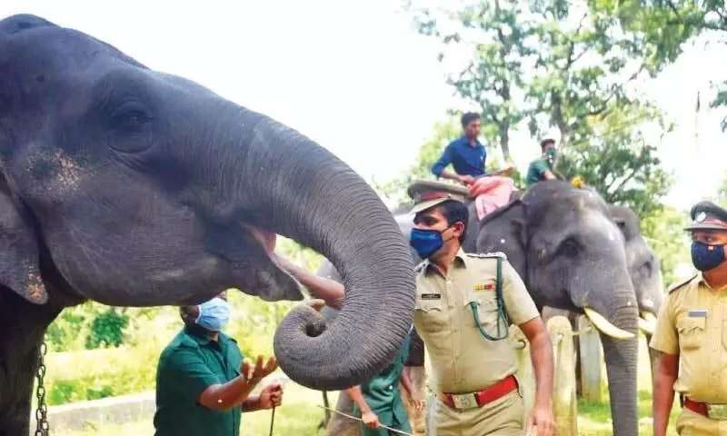 മുത്തങ്ങയിൽ ആനയൂട്ട്