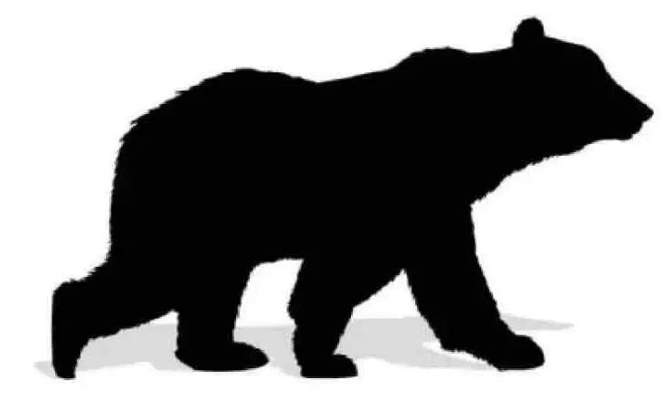 കരടിയുടെ ആക്രമണത്തിൽ യുവാവിന് പരിക്ക്