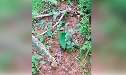 കൊടോളി -ഓടുപാറ പ്രദേശത്ത് കാട്ടുപന്നിശല്യം രൂക്ഷം