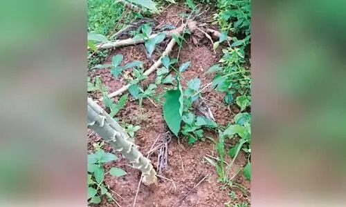 കൊടോളി -ഓടുപാറ പ്രദേശത്ത് കാട്ടുപന്നിശല്യം രൂക്ഷം