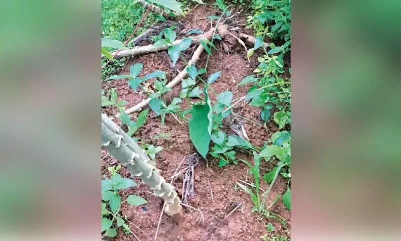 കൊടോളി -ഓടുപാറ പ്രദേശത്ത് കാട്ടുപന്നിശല്യം രൂക്ഷം