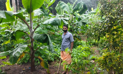 റബര്‍ വഴിമാറി; അവിനാഷിന്‍റെ പുരയിടത്തില്‍ പച്ചക്കറിയും പഴങ്ങളും സുലഭം