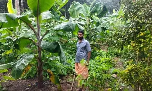 റബര്‍ വഴിമാറി; അവിനാഷിന്‍റെ പുരയിടത്തില്‍ പച്ചക്കറിയും പഴങ്ങളും സുലഭം