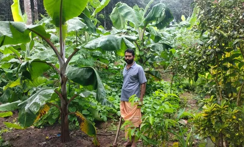 റബര്‍ വഴിമാറി; അവിനാഷിന്‍റെ പുരയിടത്തില്‍ പച്ചക്കറിയും പഴങ്ങളും സുലഭം