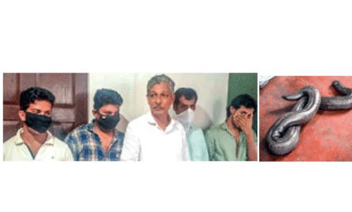 ഇരുതലമൂരിയെ കൈമാറുന്നതിനിടെ അഞ്ചംഗ സംഘം പിടിയിൽ