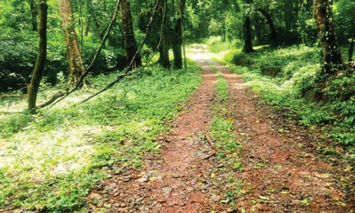 ആറളം ഫാമില്‍ വട്ടമിടുന്നത് 20 കാട്ടാനകൾ; തുരത്തല്‍ തുടങ്ങി