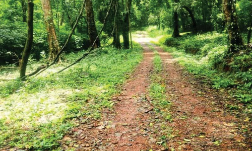 ആറളം ഫാം ആദിവാസി പുനരധിവാസ മേഖല; പകരം വീടുകൾക്ക്​ 17.46 കോടി