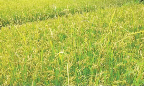 ഭാരതീയം പ്രകൃതികൃഷിയുമായി കൃഷിവകുപ്പ്