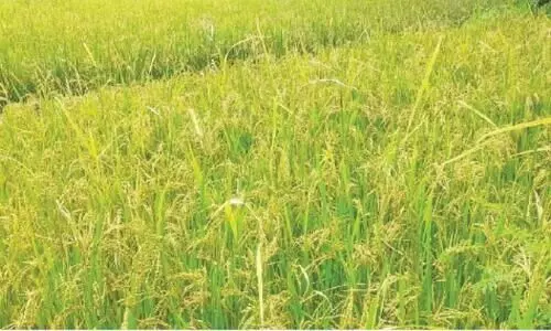 ഭാരതീയം പ്രകൃതികൃഷിയുമായി കൃഷിവകുപ്പ്