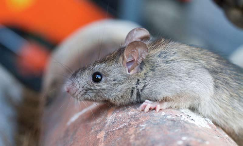 ഇനി എലിപ്പനി ഭീതിയും; ജാഗ്രത പാലിക്കണമെന്ന്​ ഡി.എം.ഒ