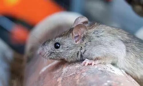 ഇനി എലിപ്പനി ഭീതിയും; ജാഗ്രത പാലിക്കണമെന്ന് ഡി.എം.ഒ ഇനി എലിപ്പനി ഭീതിയും; ജാഗ്രത പാലിക്കണമെന്ന് ഡി.എം.ഒ