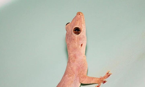 വീട്ടിൽ പല്ലി ശല്യം അലട്ടുന്നുണ്ടോ? ഇൗ ആറ്​ കാര്യങ്ങൾ പരീക്ഷിച്ച്​ നോക്കൂ