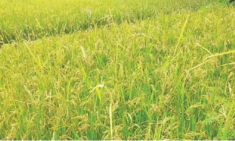 ഭാരതീയം പ്രകൃതികൃഷിയുമായി കൃഷിവകുപ്പ്