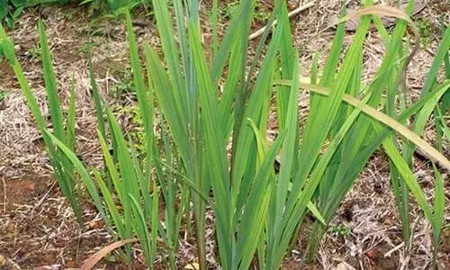 വയമ്പ് ഇന്നും പലർക്കും അപരിചിതം; ഔഷധഗുണമോ വളരെയേറെ