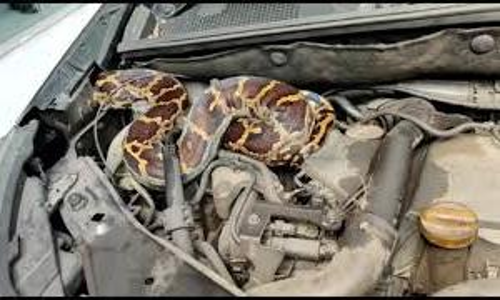 സർവീസിന്​ കൊണ്ടുവന്ന കാറിൽ പെരു​മ്പാമ്പ്​; വിളിക്കാത്ത അതിഥിയെകണ്ട്​ ഞെട്ടി ജീവനക്കാർ