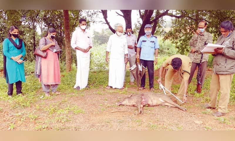 വാഴത്തോട്ടത്തിലിറങ്ങിയ കാട്ടുപന്നിയെ വെടിവെച്ചു കൊന്നു വാഴത്തോട്ടത്തിലിറങ്ങിയ കാട്ടുപന്നിയെ വെടിവെച്ചു കൊന്നു