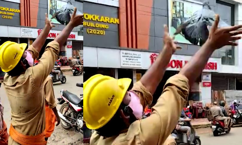 വൈദ്യുതി കമ്പിയിൽ കുടുങ്ങിയ പ്രാവിനെ രക്ഷിച്ചു