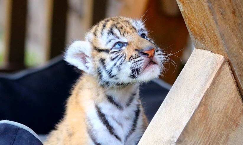 ദമ്പതികൾ വളർത്താനായി വാങ്ങിയത് പൂച്ചക്കുട്ടിയെ; വളർന്നുവന്നപ്പോൾ കടുവക്കുഞ്ഞ്