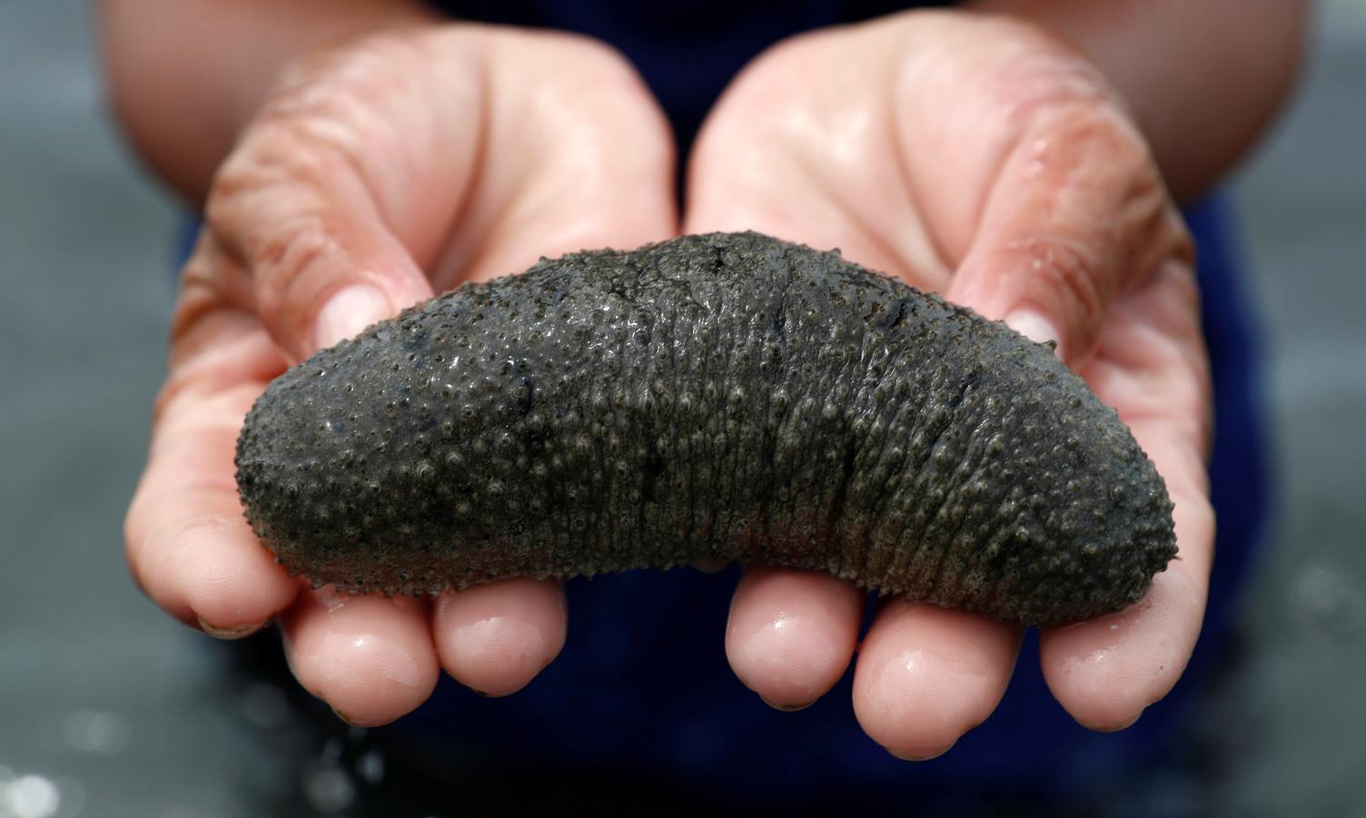 ലക്ഷദ്വീപിൽ വീണ്ടും 1.56 കോടിയുടെ കടൽവെള്ളരി വേട്ട