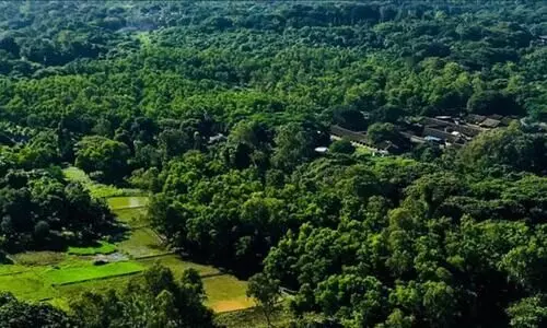 മുംബൈ ആരേയിലെ 800 ഏക്കർ വനമേഖലയായി പ്രഖ്യാപിച്ചു; മെട്രോ ഷെഡ് പദ്ധതി മാറ്റും