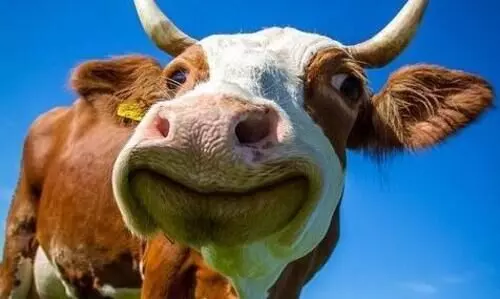 Less milk for purchased cow; Family members clash, two injured