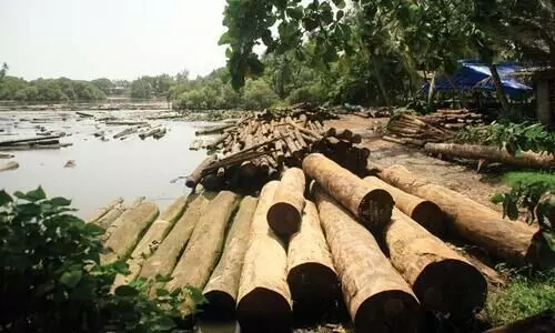 കോവിഡിൽ ആടിയുലഞ്ഞ്​ കോഴിക്കോ​ട്ടെ മരവ്യവസായം