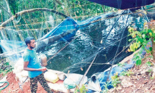 വേണമെങ്കിൽ കൃഷി കുന്നിൻപുറത്തും വിളയും